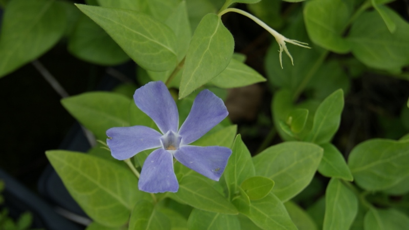 Vinca minor - Blauviolett, Kleines Immergrün