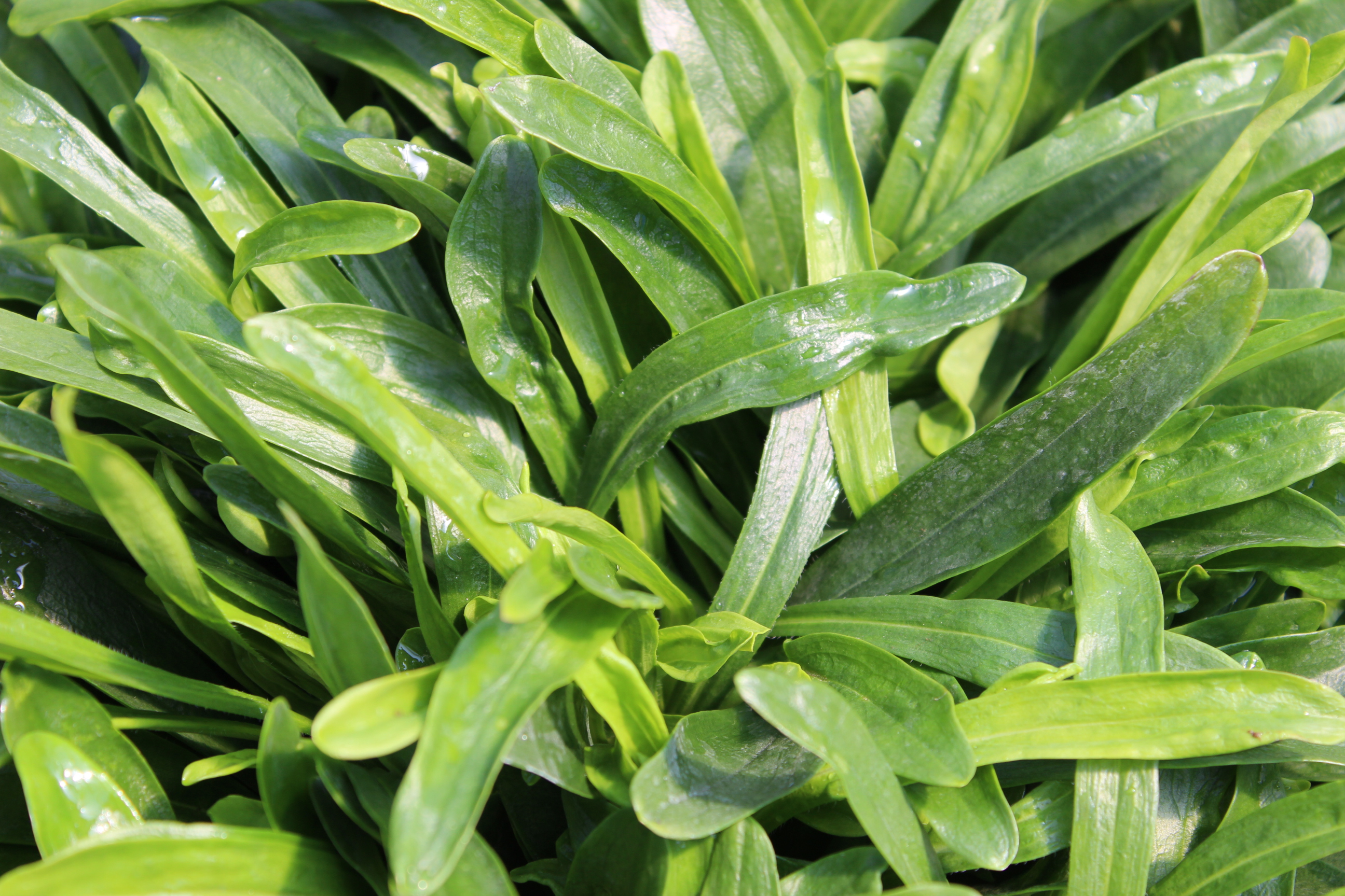 Dianthus armeria - Raue Nelke