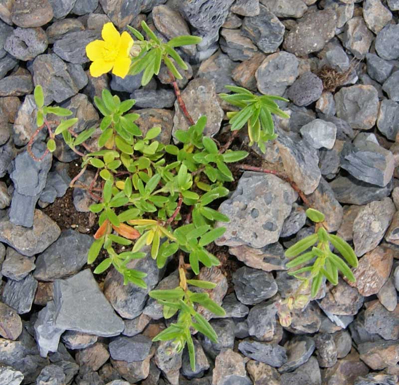 Helianthemum nummularium, Sonnenröschen