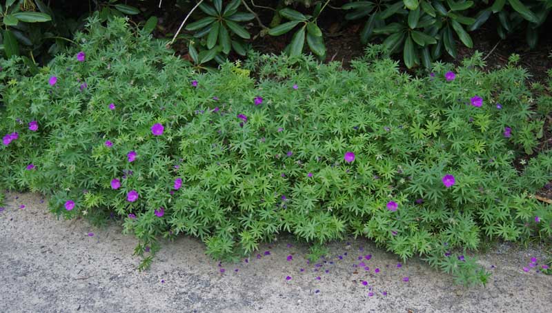 Geranium sanguineum, Blut-Storchschnabel