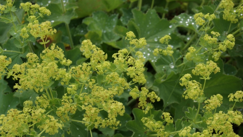 Alchemilla mollis, Weicher Frauenmantel