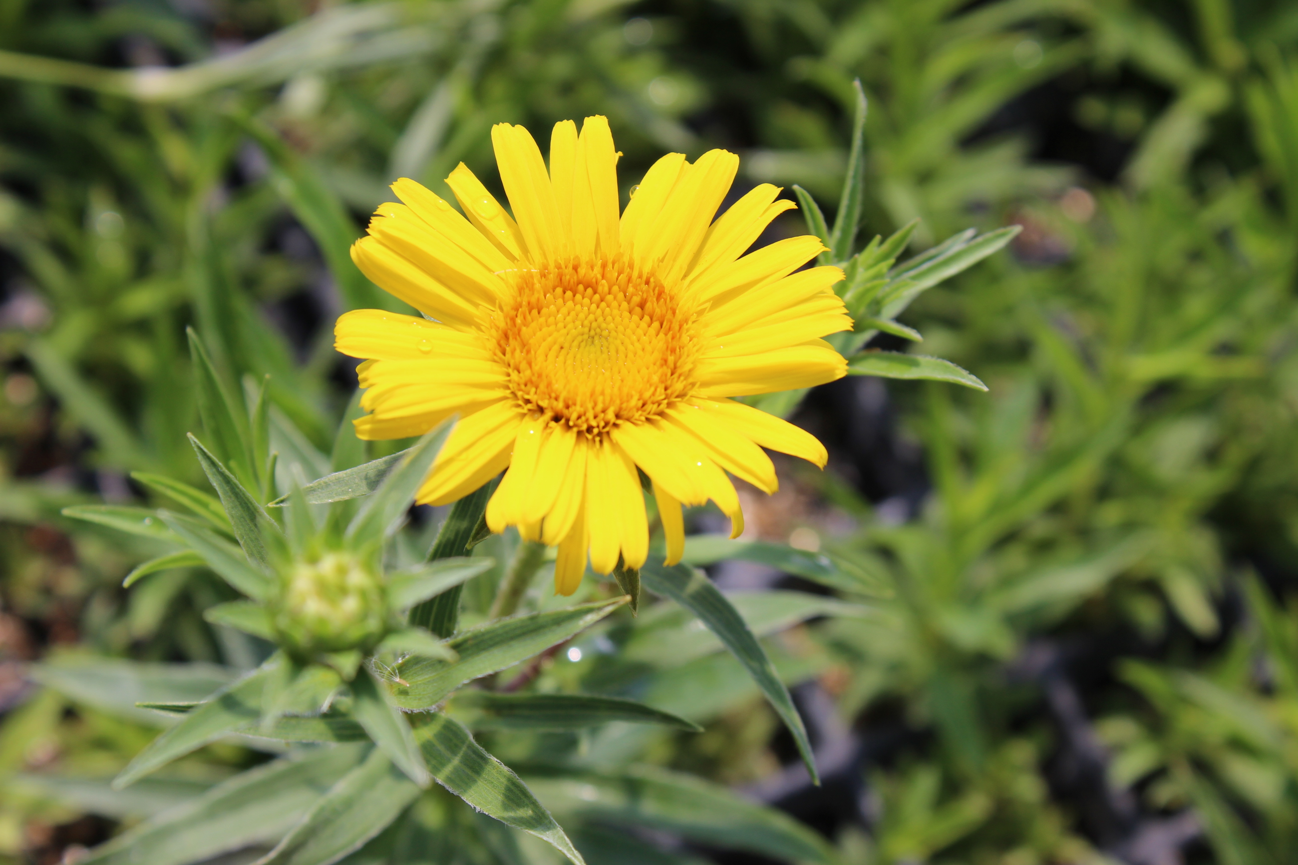 Inula ensifolia, Schwert-Alant