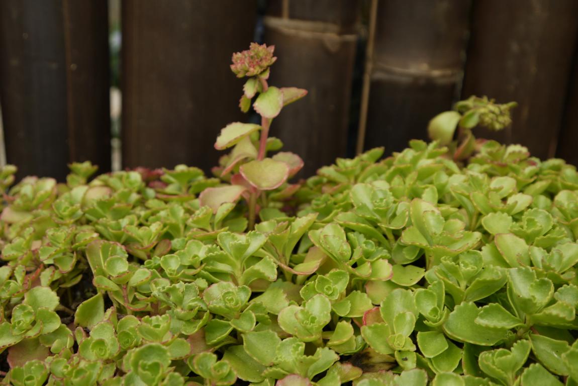 Sedum spurium roseum - Rosa Teppich-Fettblatt