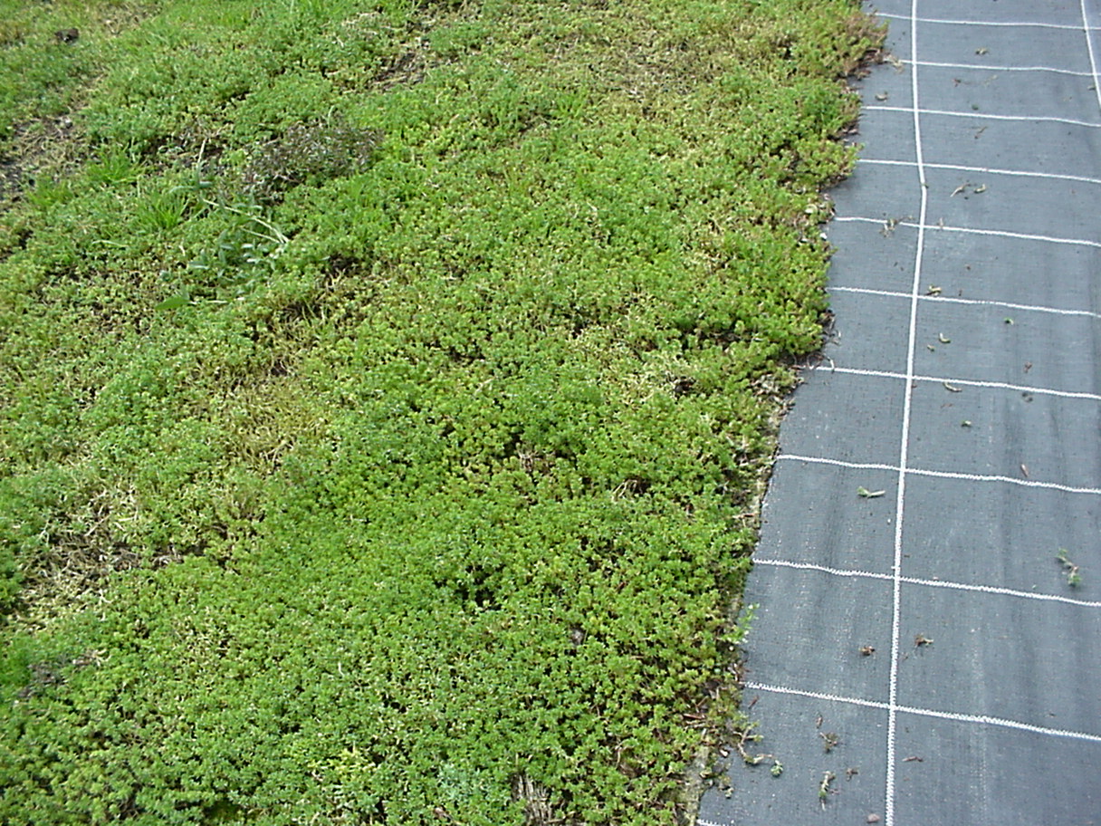 Vegetationsmatte, Sedumteppich