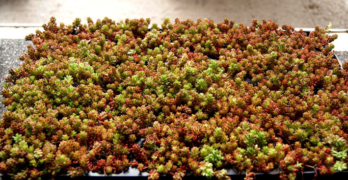 Sedum album Coral Carpet, Rotmoos Mauerpfeffer