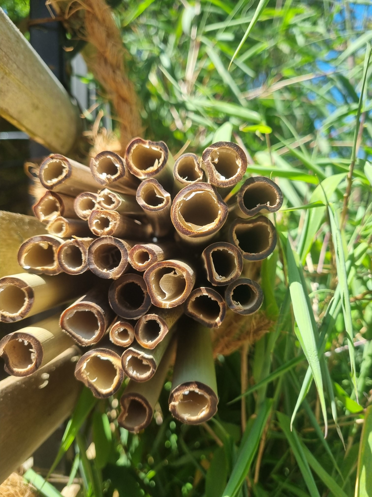 Nisthilfen aus eigenen Anbau für Wildbienen