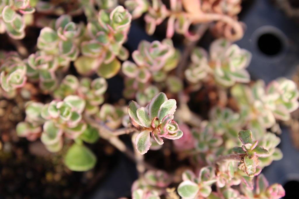 Sedum spurium tricolor - Teppichsedum
