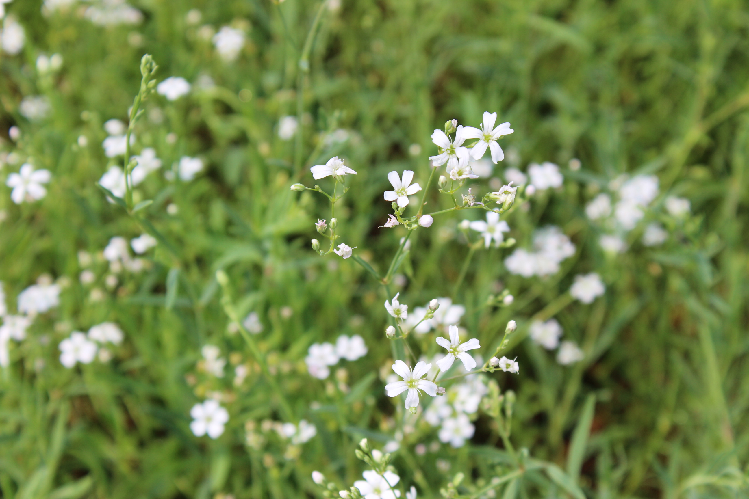 Gypsophila repens, Teppich-Schleierkraut