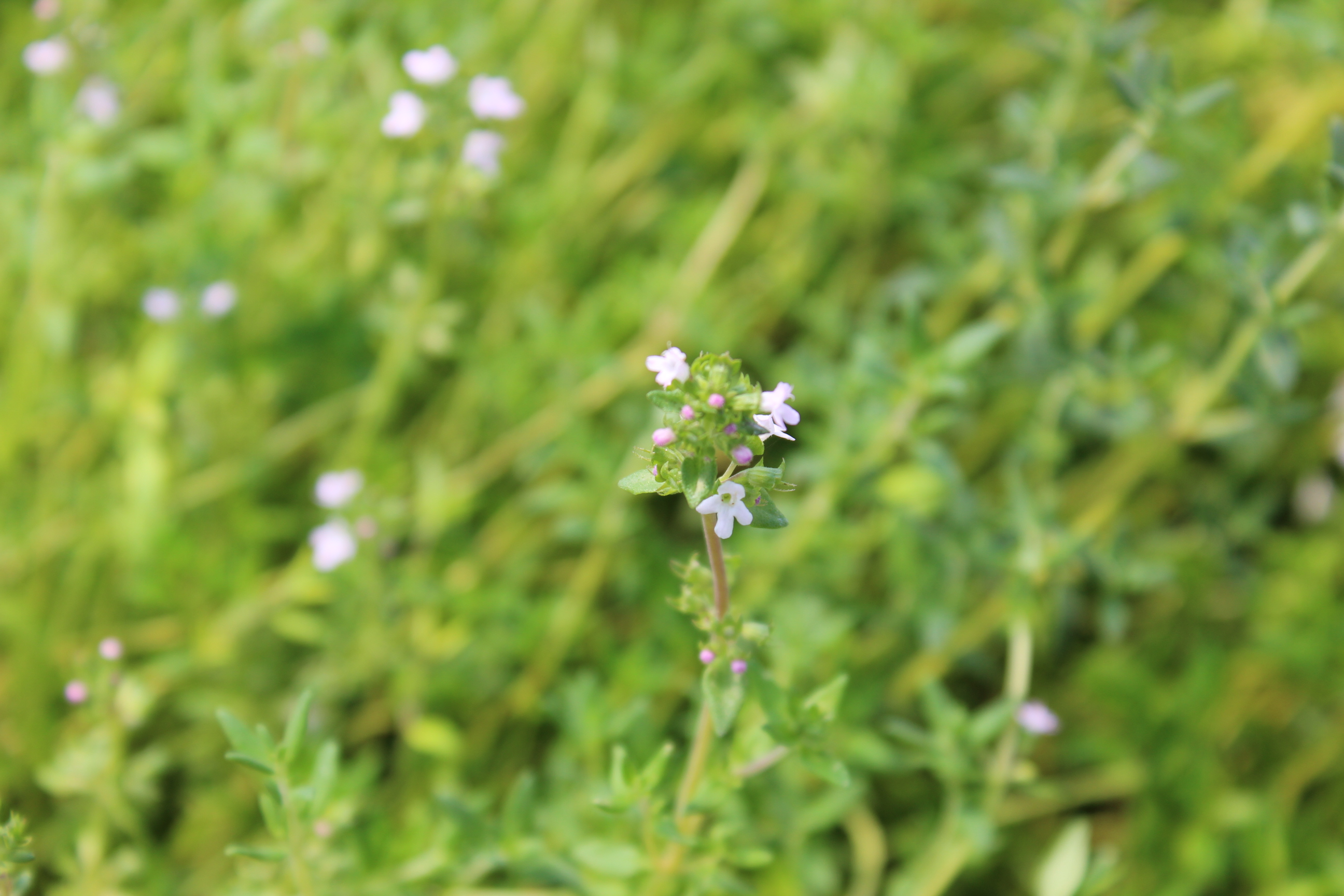 Thymus Bodendecker niedrige Sorten