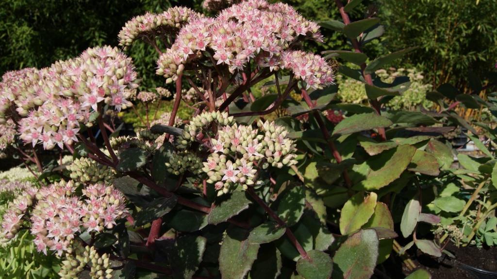 Hylotelephium matrona, Hohe Fetthenne