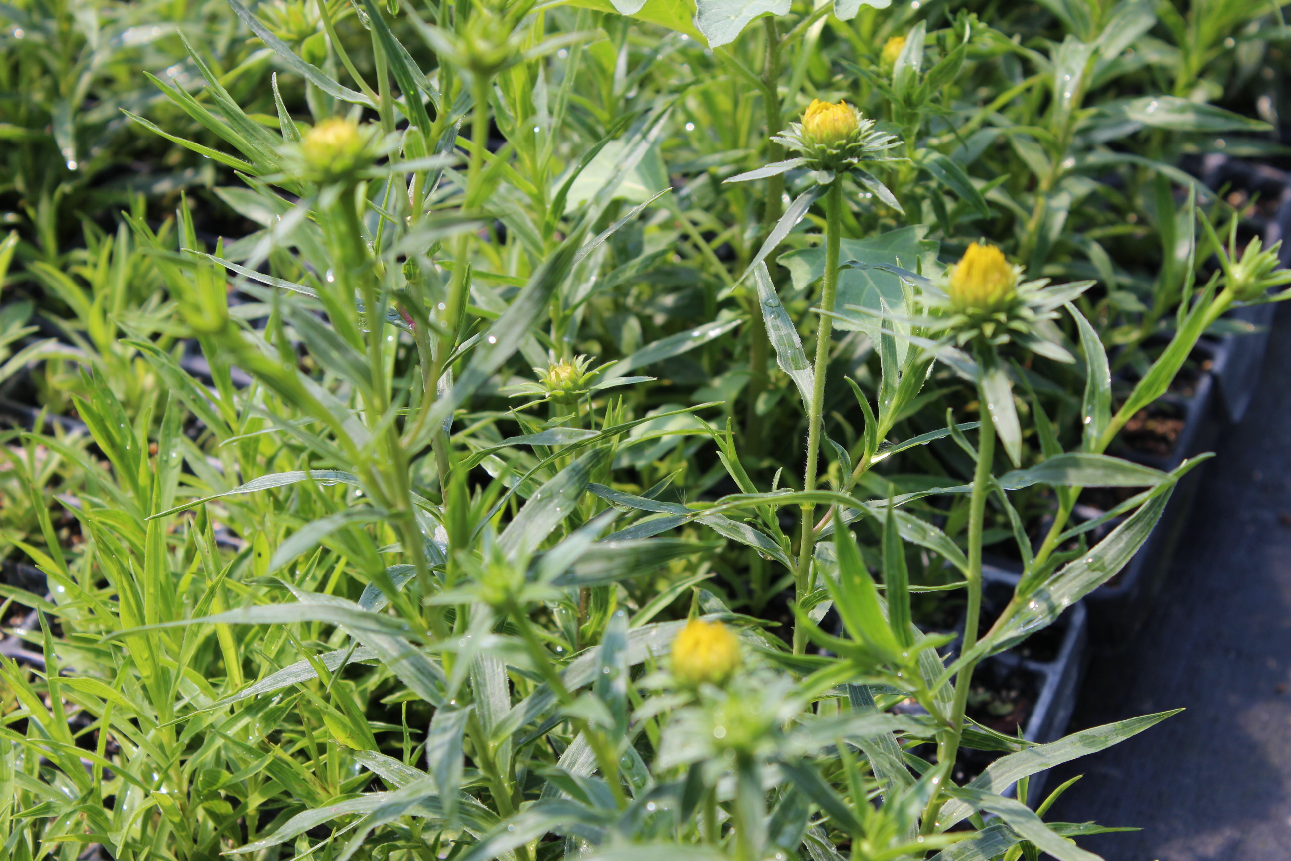 Inula ensifolia, Schwert-Alant
