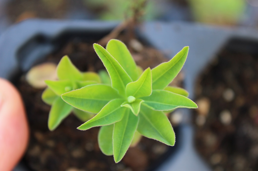 Euphorbia epithymoides – Gold-Wolfsmilch