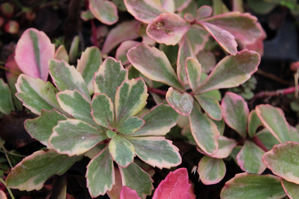 Sedum kamtschaticum variegatum, Buntes Kamtschatika-Fettblatt