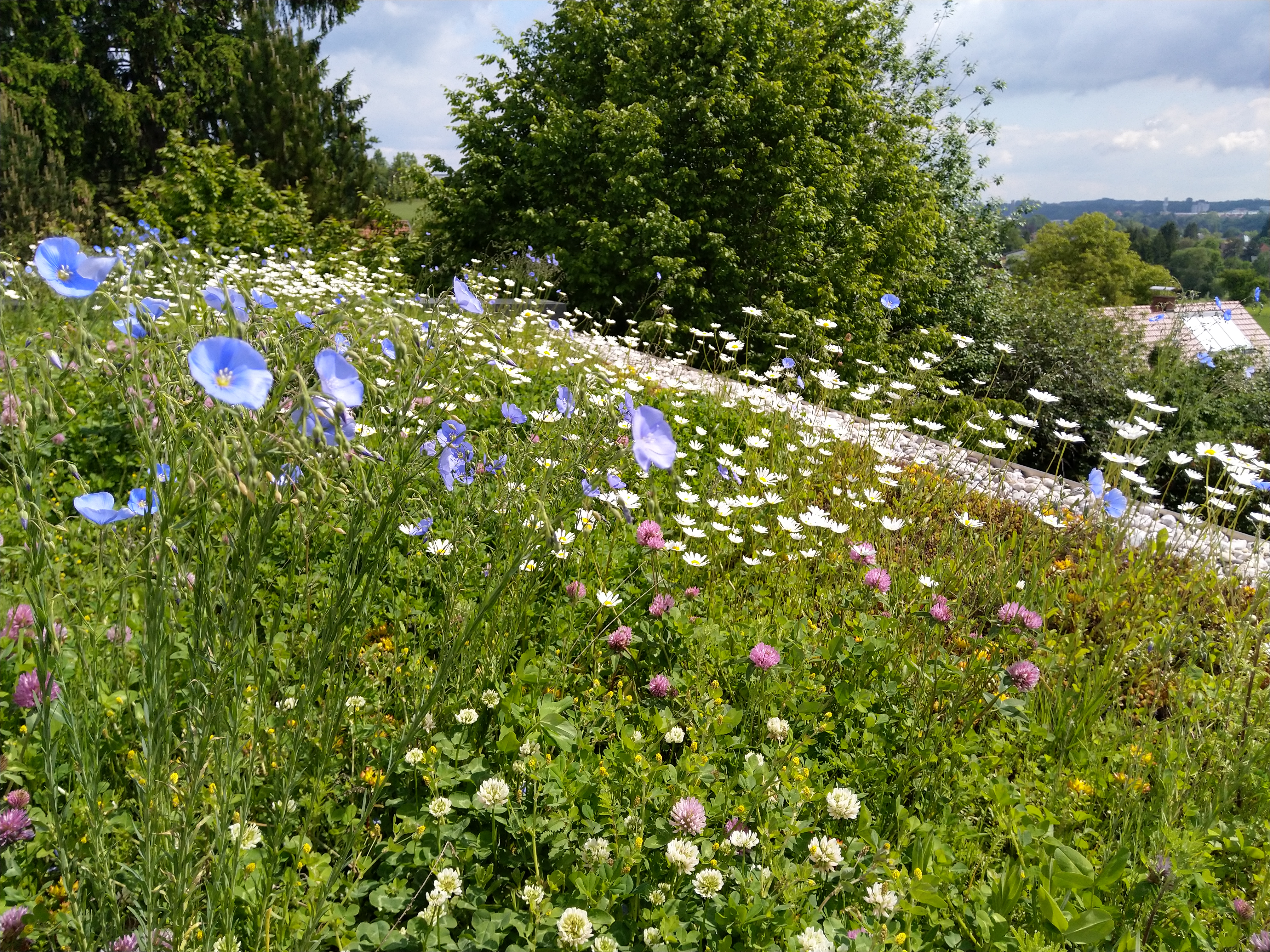 Linum Perenne, Staudenlein