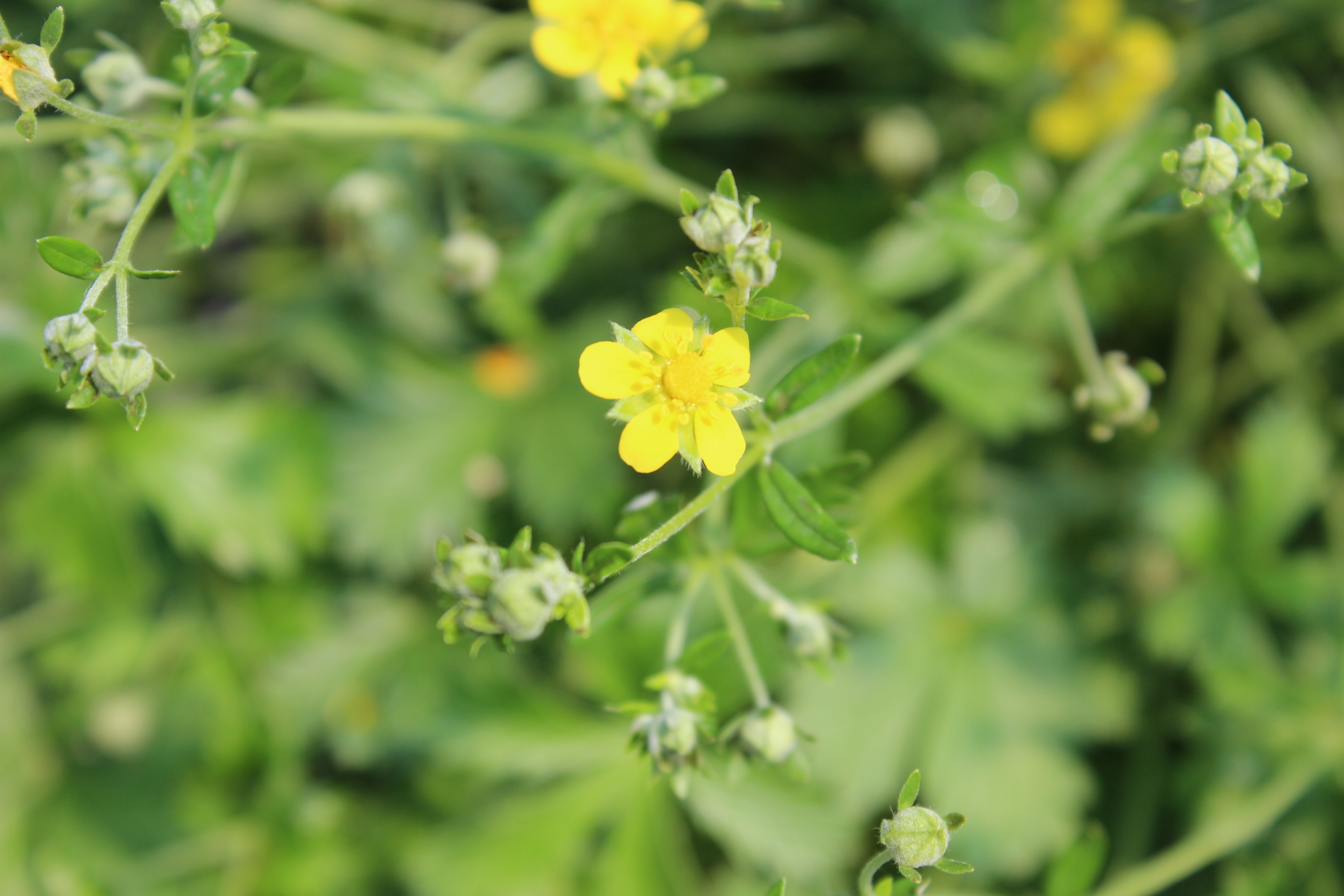 Potentilla argentea- Silber Fingerkraut