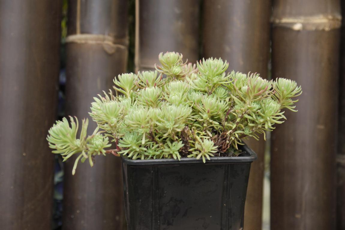 Sedum forsterianum, Schlangenmoos
