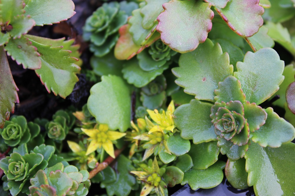 Sedum kamtschaticum, Kamtschatka-Sedum
