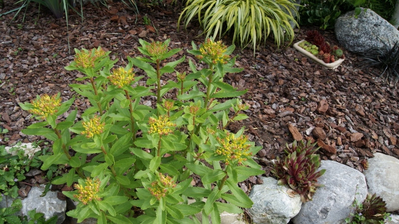 Sedum aizoon, Goldsedum