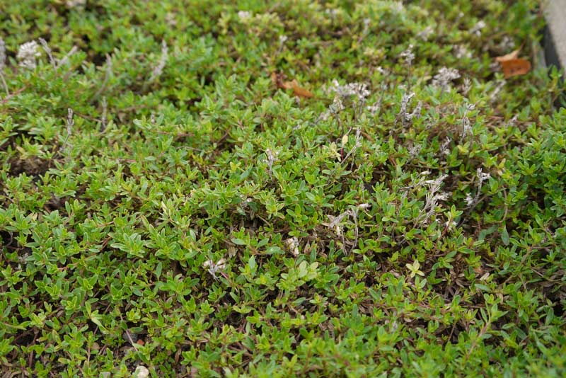 thymus-serpyllum-magic-carpet-sandthymian-p1050341 Thymus serpyllum, Sandthymian