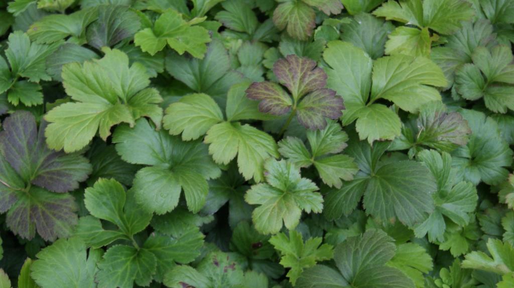 Waldsteinia ternata, Golderdbeere