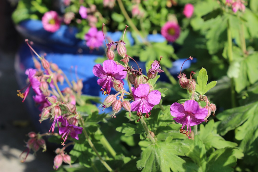 Geranium macrorrhizum , Balkan-Storchschnabel