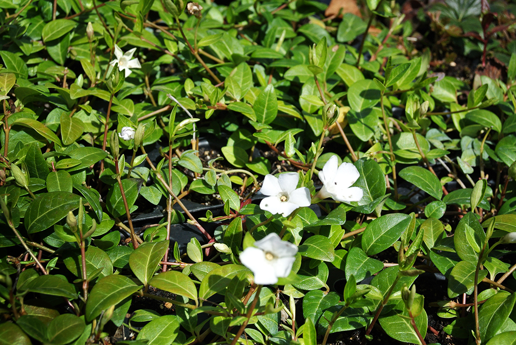 Vinca-minor-alba Vinca minor - weiß, Kleines Immergrün