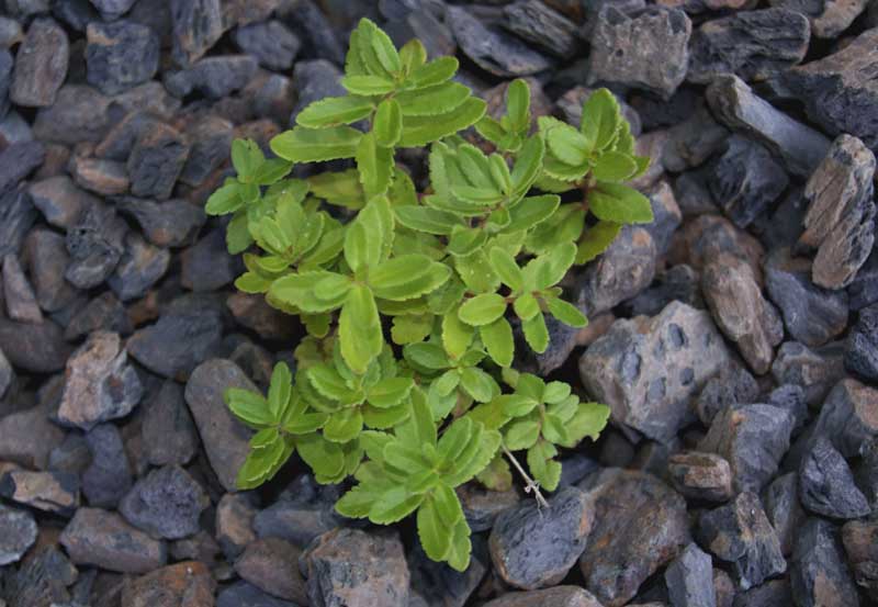 Veronica teucrium, Großer Ehrenpreis