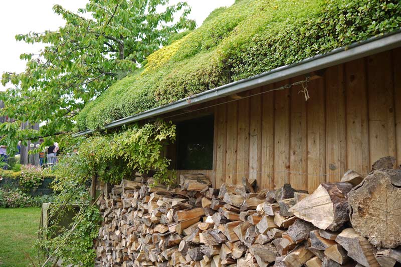 dachgarten24-gruendach-sedum5