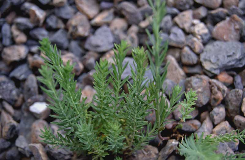 Linum Perenne, Staudenlein