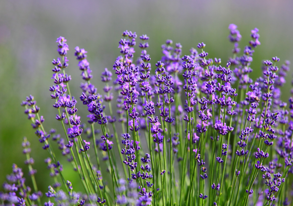 lavendel_bambuswald3