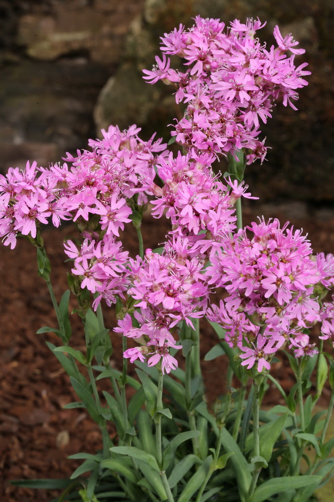Silene viscaria, Pechnelke