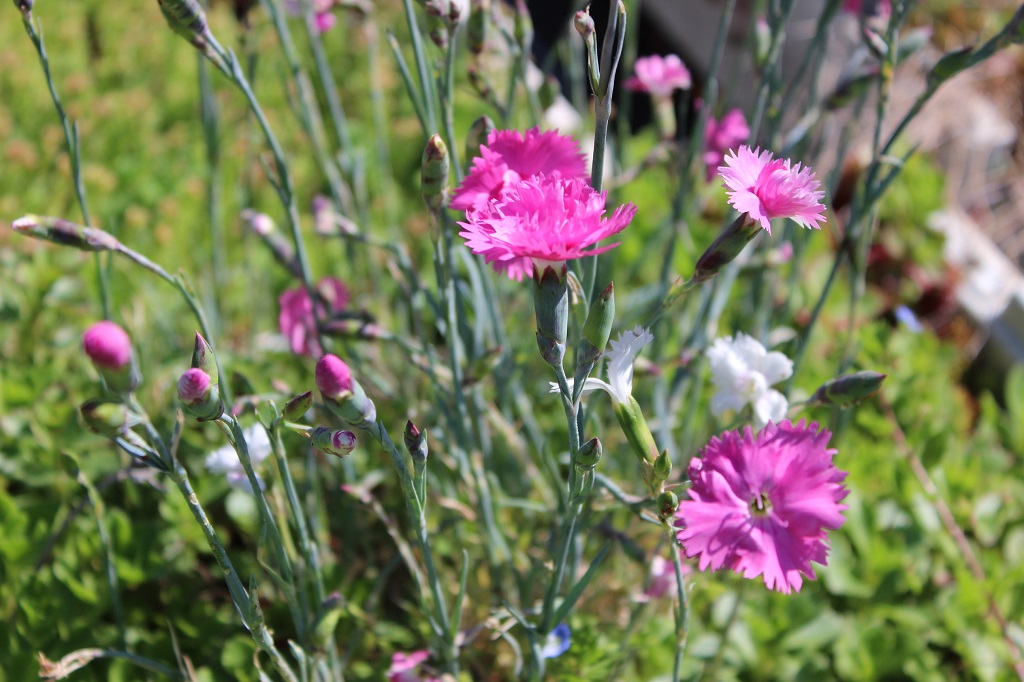 Dianthus plumarius, Federnelke