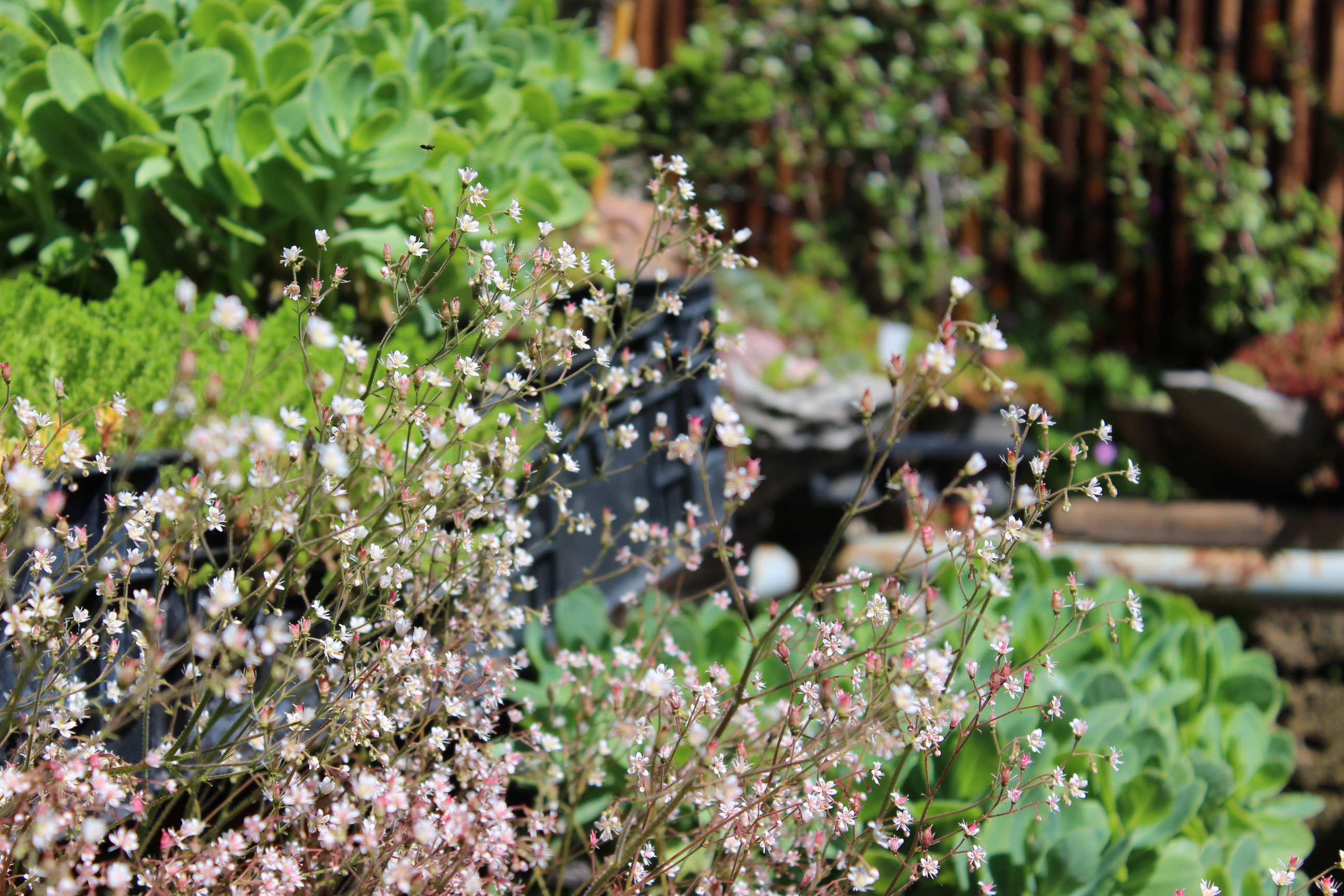 Saxifraga urbium, Steinbrechgewächs