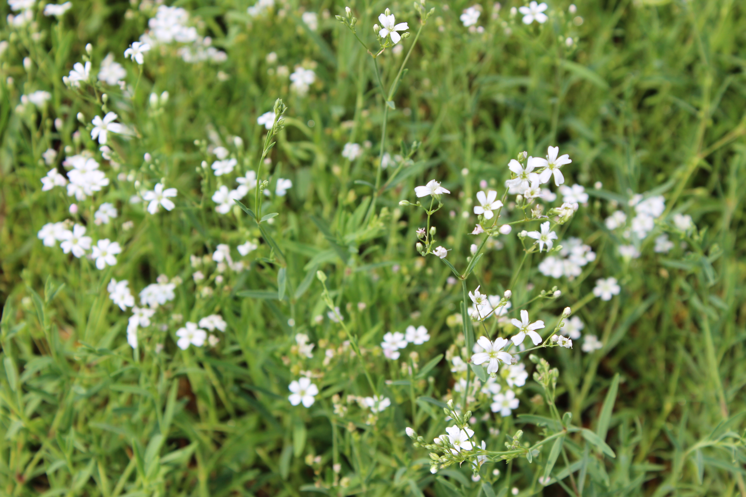 Gypsophila repens, Teppich-Schleierkraut