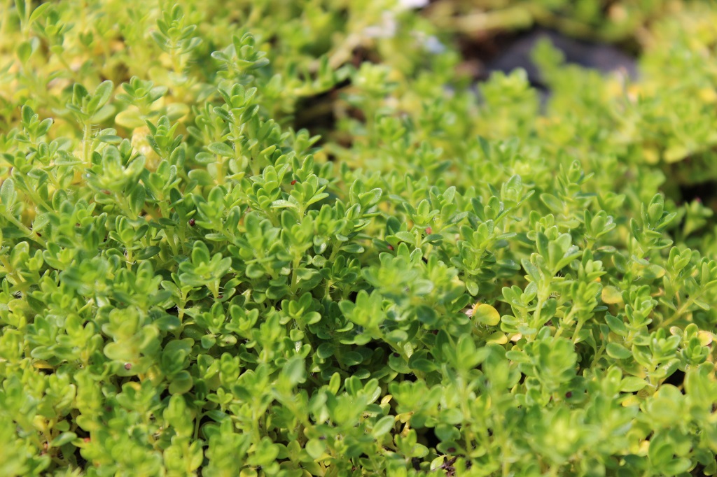 Thymus serpyllum Albus – Weißer Sand-Thymian