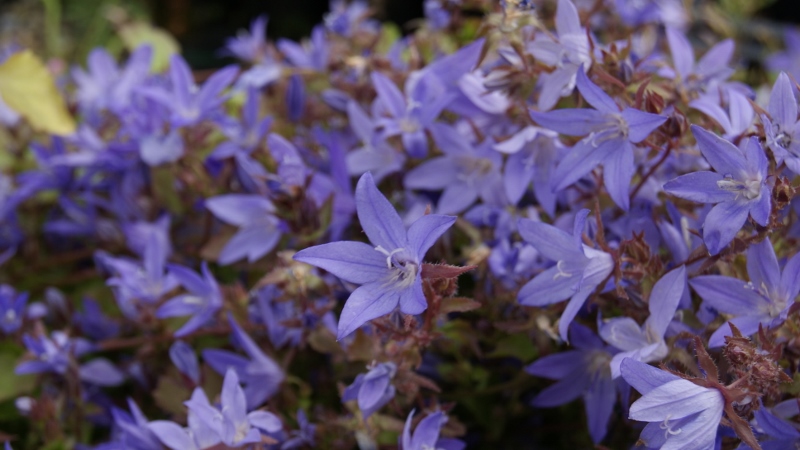 Campanula poscharskyana, Polsterglocke