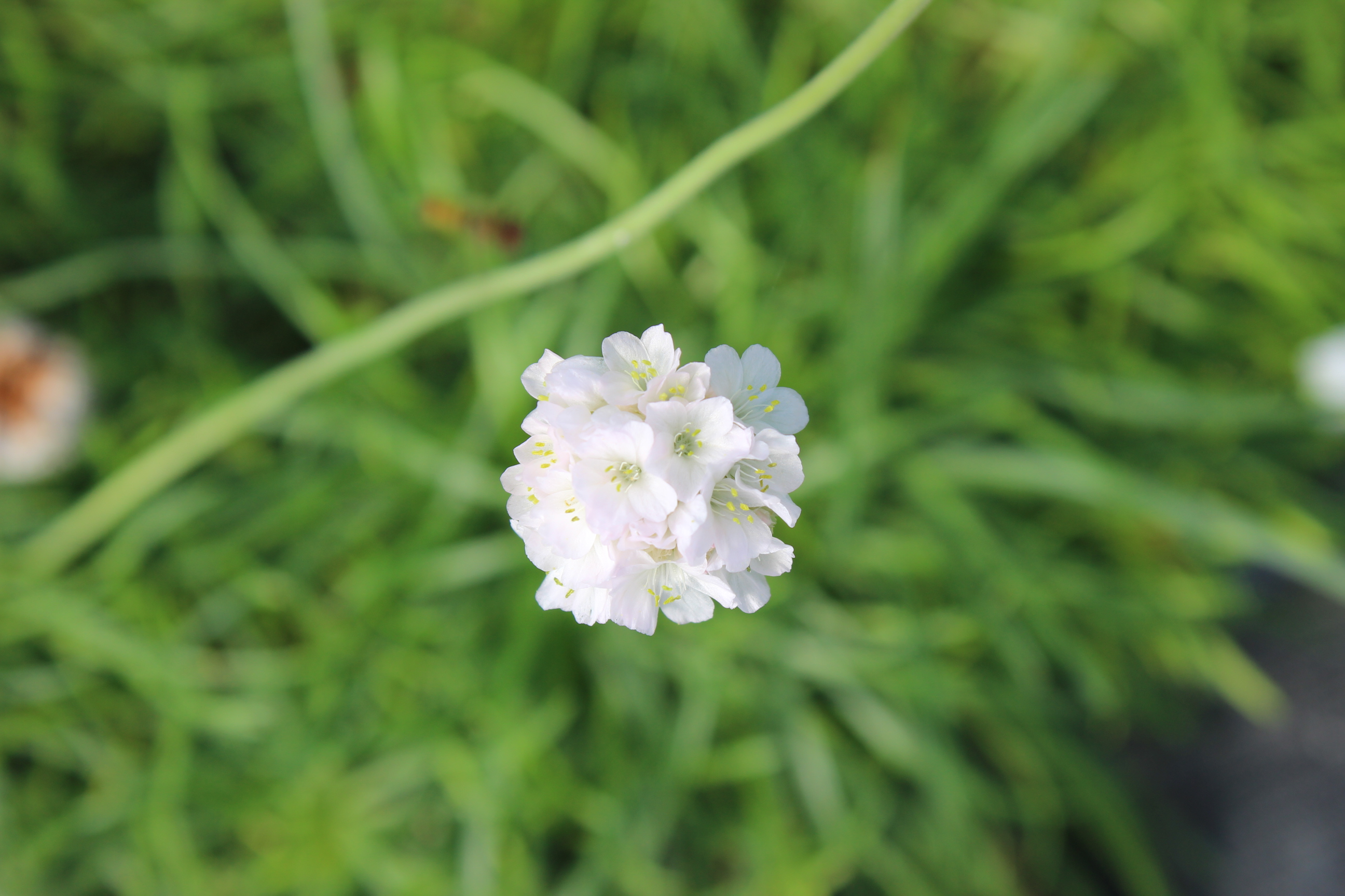 Armeria maritima, Grasnelke