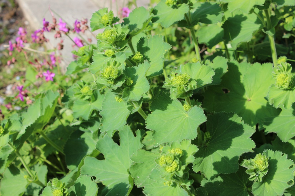 Alchemilla mollis, Weicher Frauenmantel