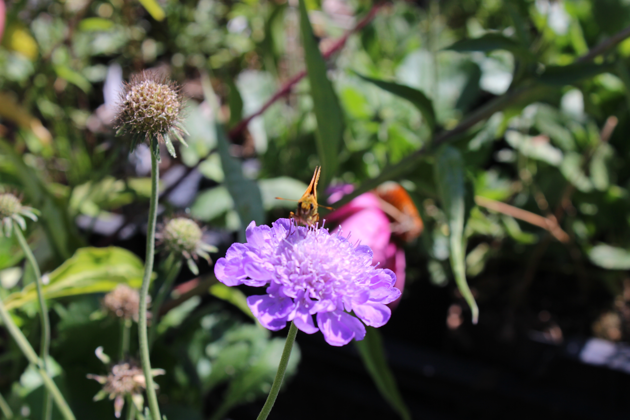 Scabiosa columbaria, Tauben-Skabiose