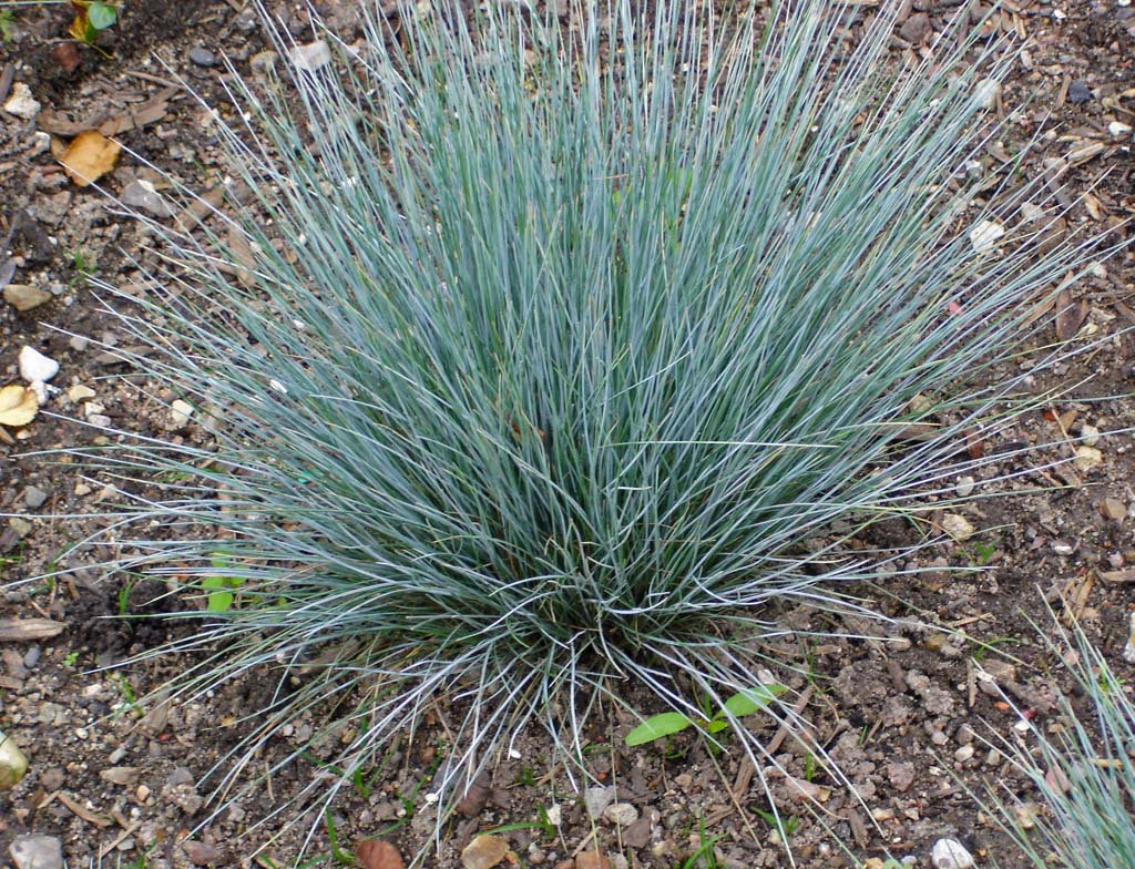 Festuca cinerea glauca, Blauschwingel