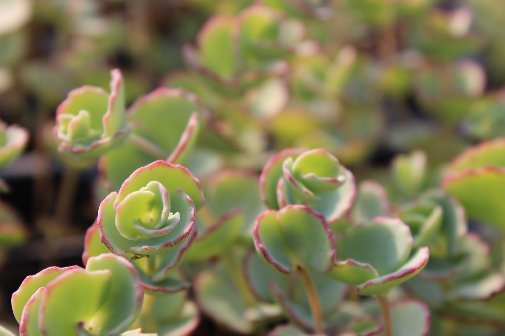 Sedum sieboldii - Siebold Fetthenne