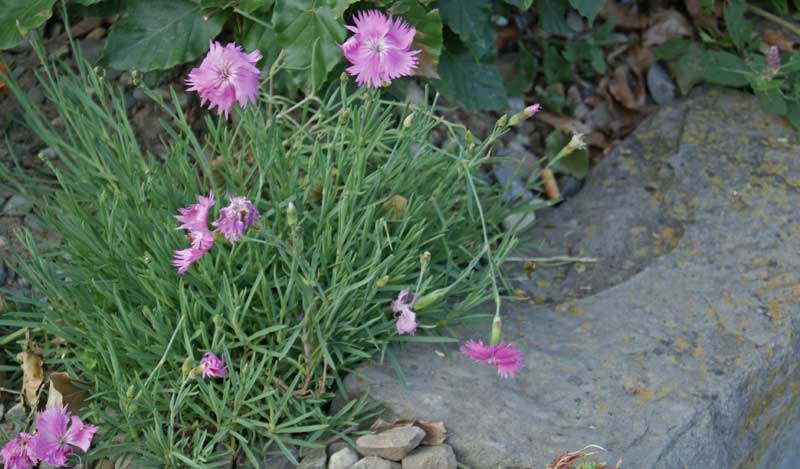 Dianthus plumarius, Federnelke