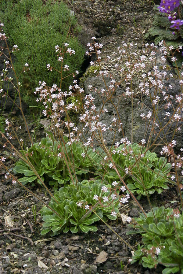 Saxifraga urbium, Steinbrechgewächs