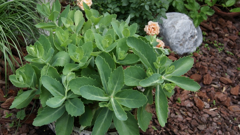 Hylotelephium Herbstfreude, Hohes-Fettblatt