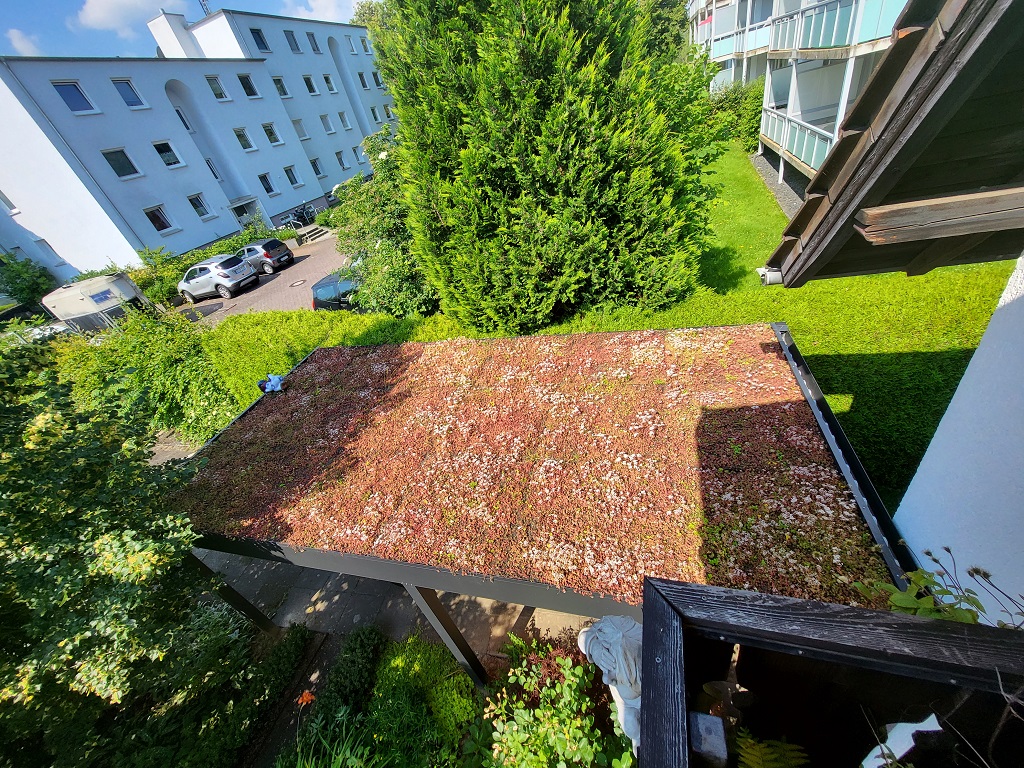 Sedumsprossen Buntmischung (Standard)