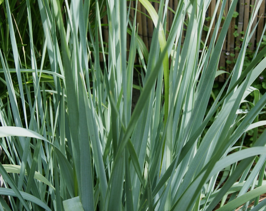 Elymus arenarius, Magellan-Blaugras