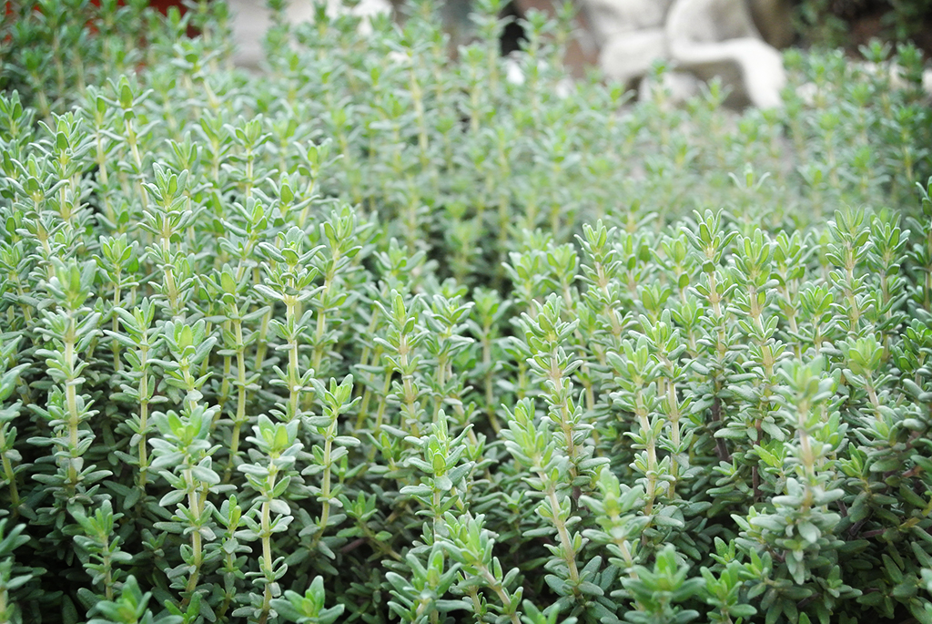 Thymus vulgaris, Echter Thymian