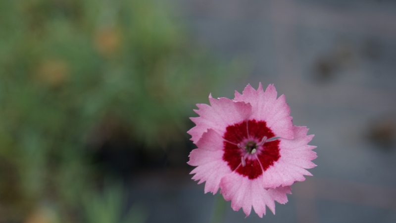 Dianthus plumarius, Federnelke