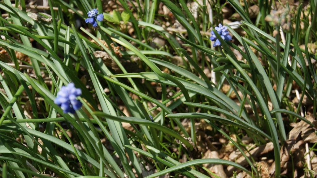 Muscari, Traubenhyazinthe
