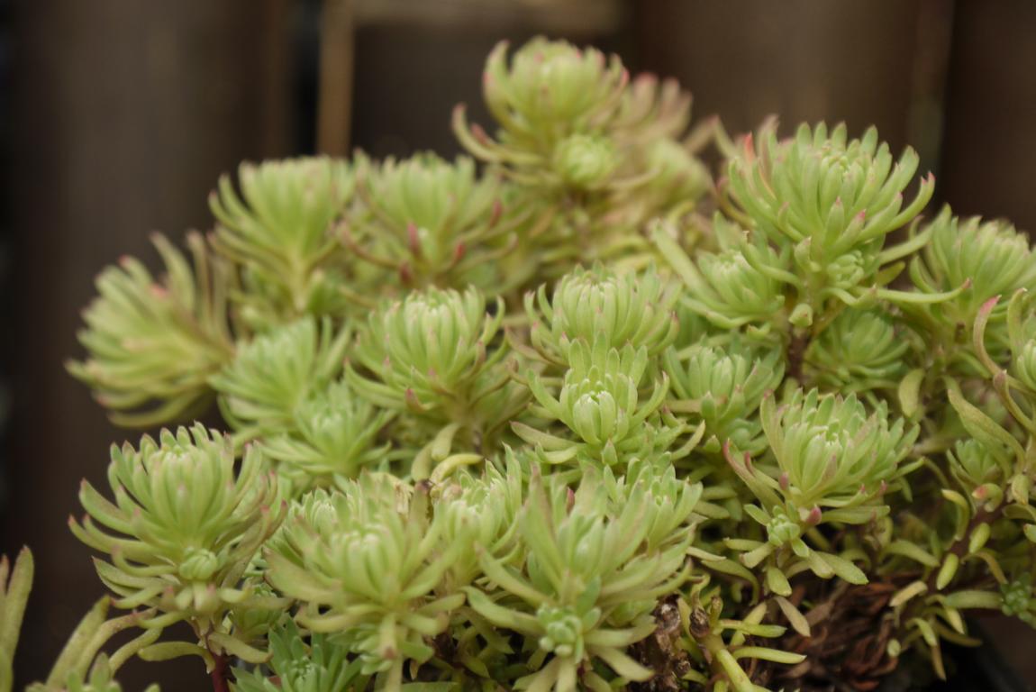 Sedum forsterianum, Schlangenmoos